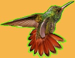 Hummingbird